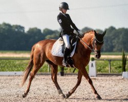 dressage horse Tyra 26 (German Riding Pony, 2009, from Saipan)