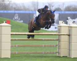 jumper Enanda (KWPN (Royal Dutch Sporthorse), 2009, from Nabab de Rêve)