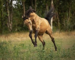 horse U-Farao (Cruzado-Portugues, 2001, from Zorro)