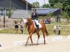 dressage horse Duke (Hanoverian, 2008, from Don Schufro)