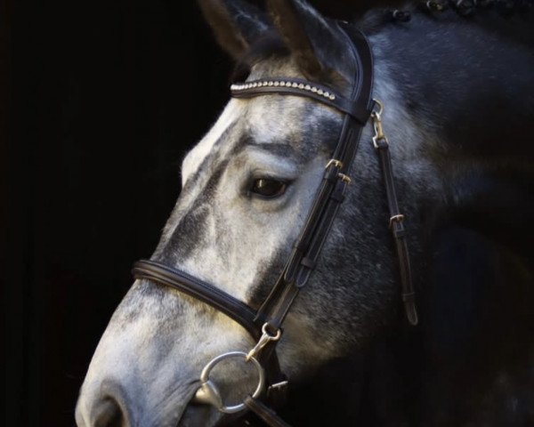 jumper Hi'Carell (German Sport Horse, 2018, from Hickstead White)