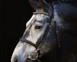 jumper Hi'Carell (German Sport Horse, 2018, from Hickstead White)