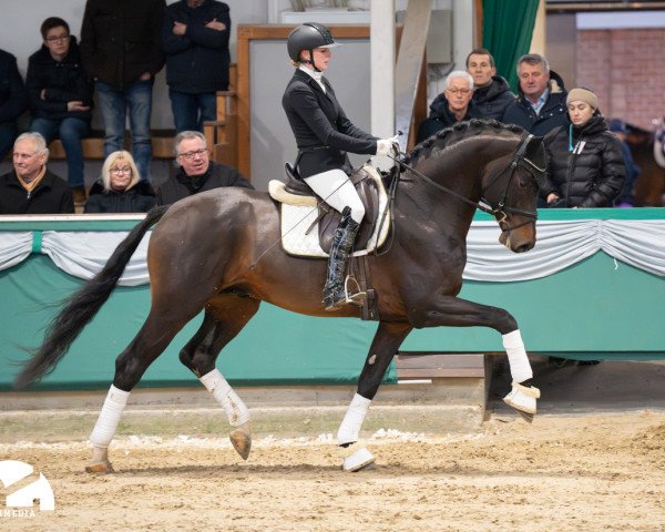stallion Velvedere (Westphalian, 2019, from Valverde NRW)
