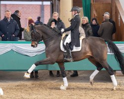 Dressurpferd Rock On Top 4 (Westfale, 2017, von Rock Forever NRW)