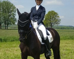 dressage horse Sir Sandrino 3 (Württemberger, 2009, from Sir Alfred)