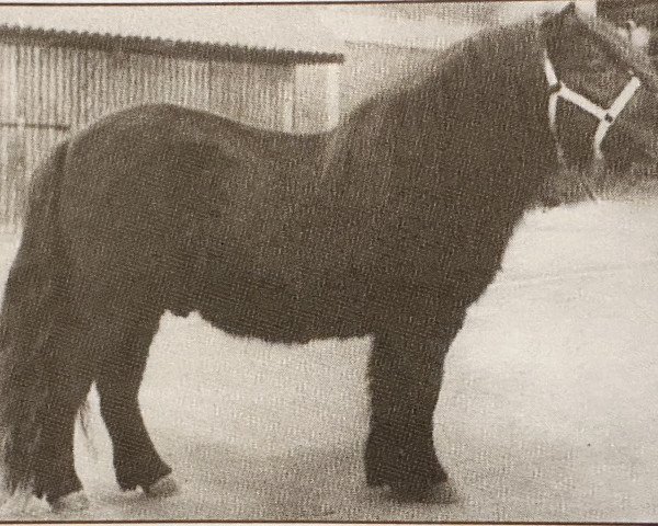 stallion Hunter van Bunswaard (Shetland Pony, 1972, from Stelmor of Transy)