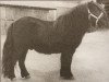 stallion Hunter van Bunswaard (Shetland Pony, 1972, from Stelmor of Transy)