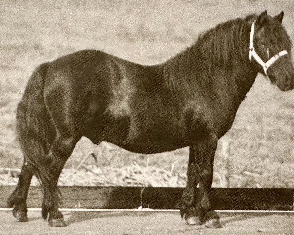 Deckhengst Mustang van Bunswaard (Shetland Pony, 1976, von Stelmor of Transy)