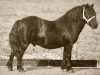 Deckhengst Mustang van Bunswaard (Shetland Pony, 1976, von Stelmor of Transy)