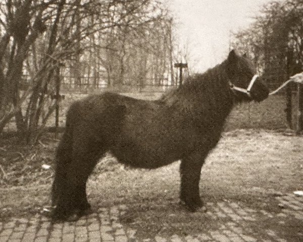 Zuchtstute Nanette van Vliek (Shetland Pony, 1977, von Highlander van Bunswaard)