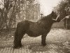 Zuchtstute Nanette van Vliek (Shetland Pony, 1977, von Highlander van Bunswaard)