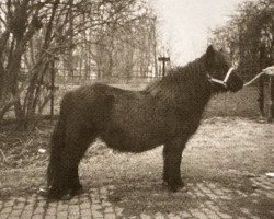 broodmare Nanette van Vliek (Shetland Pony, 1977, from Highlander van Bunswaard)