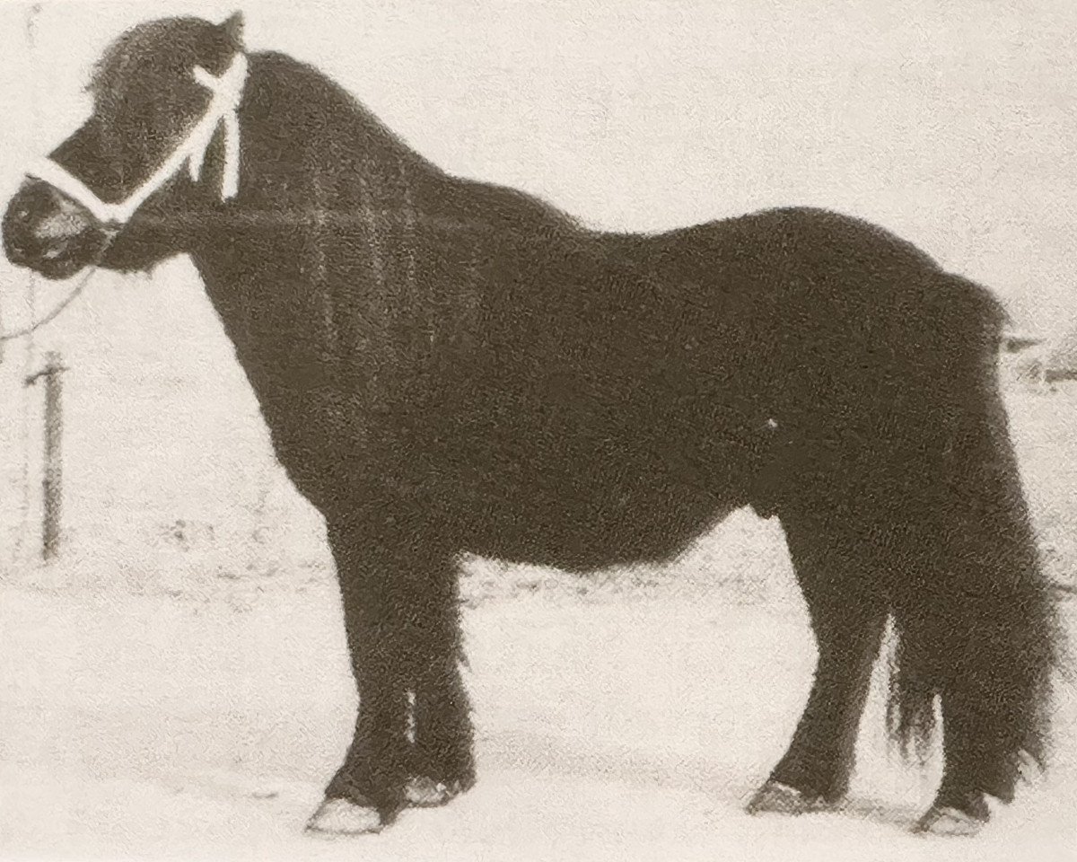 Deckhengst Firo van de Vennen (Shetland Pony, 1970, von Supreme of Marshwood)