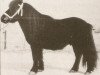 Deckhengst Firo van de Vennen (Shetland Pony, 1970, von Supreme of Marshwood)
