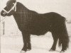 stallion Firo van de Vennen (Shetland Pony, 1970, from Supreme of Marshwood)