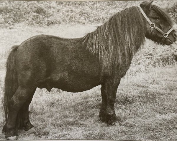 stallion Spook of Marshwood (Shetland Pony, 1954, from Rustic Sprite of Standen)