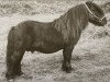 stallion Spook of Marshwood (Shetland Pony, 1954, from Rustic Sprite of Standen)