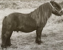 Deckhengst Spook of Marshwood (Shetland Pony, 1954, von Rustic Sprite of Standen)