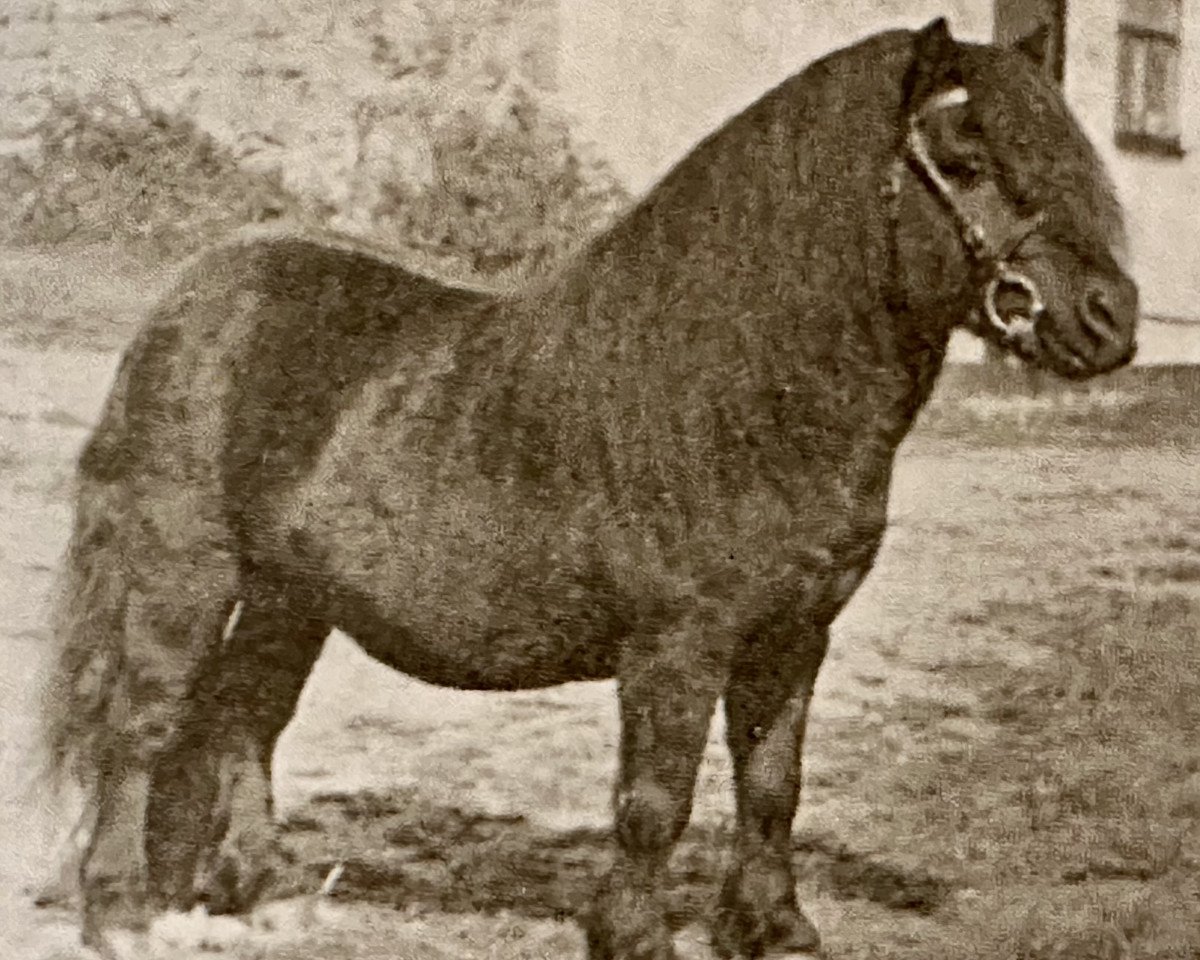 Deckhengst Thunder of Marshwood (Shetland Pony, 1949, von Sophimore of Transy)