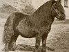 Deckhengst Thunder of Marshwood (Shetland Pony, 1949, von Sophimore of Transy)