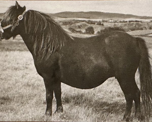 broodmare Wells Firefly (Shetland Pony, 1948, from Sprightly of Shalloch)