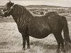 Zuchtstute Wells Firefly (Shetland Pony, 1948, von Sprightly of Shalloch)