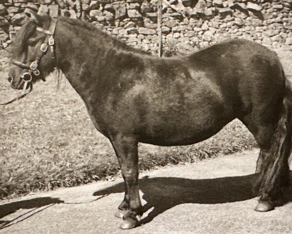 broodmare Baggage of Marshwood (Shetland Pony, 1959, from Supremacy of Marshwood)