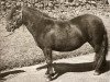 broodmare Baggage of Marshwood (Shetland Pony, 1959, from Supremacy of Marshwood)