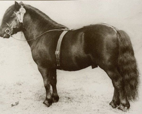 Deckhengst Supremacy of Marshwood (Shetland Pony, 1952, von Sprinter of Marshwood)