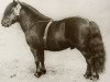 stallion Supremacy of Marshwood (Shetland Pony, 1952, from Sprinter of Marshwood)