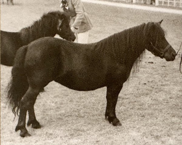 broodmare Fly of Marshwood (Shetland Pony, 1960, from Supremacy of Marshwood)