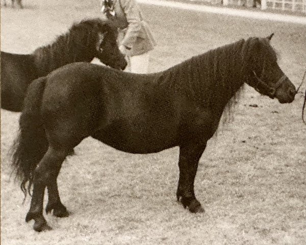 Zuchtstute Fly of Marshwood (Shetland Pony, 1960, von Supremacy of Marshwood)