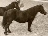 Zuchtstute Fly of Marshwood (Shetland Pony, 1960, von Supremacy of Marshwood)
