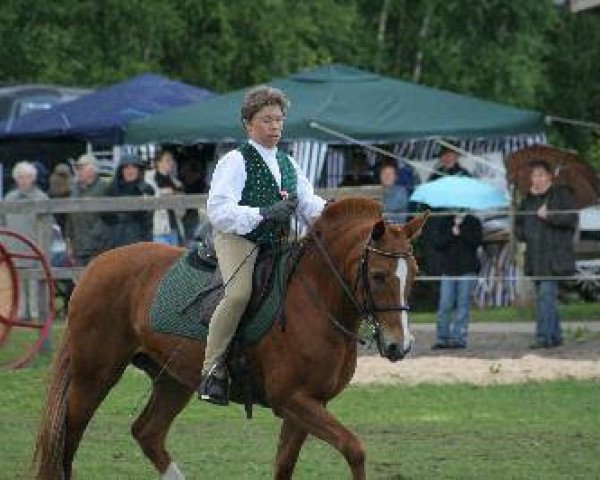 Springpferd Sharon (New-Forest-Pony, 1991, von Mambo Moscan)