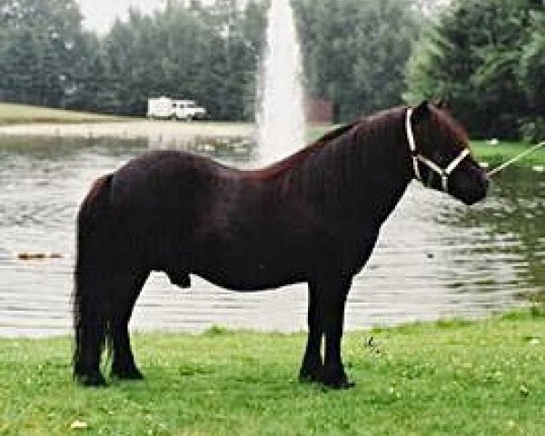 Deckhengst Rosson of Transy (Shetland Pony, 1970, von Pericles of Netherley)