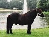 Deckhengst Rosson of Transy (Shetland Pony, 1970, von Pericles of Netherley)