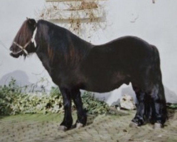 Deckhengst Carel van de Schaapshoeve (Shetland Pony, 1988, von Willem van de Schaapshoeve)