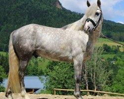 stallion Elixir d'Isky (French Pony, 2014, from Dexter Leam Pondi)