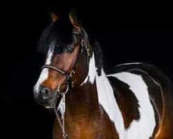 stallion Carwyn d'Isky (French Pony, 2012, from Machno Carwyn)