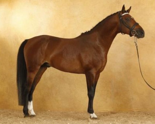 stallion Udaipur Nordmann (French Pony, 2008, from Mad du Bosc)