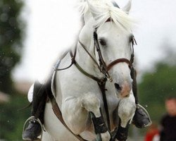 stallion Jocker des Nouettes (French Pony, 1997, from Nicholas)