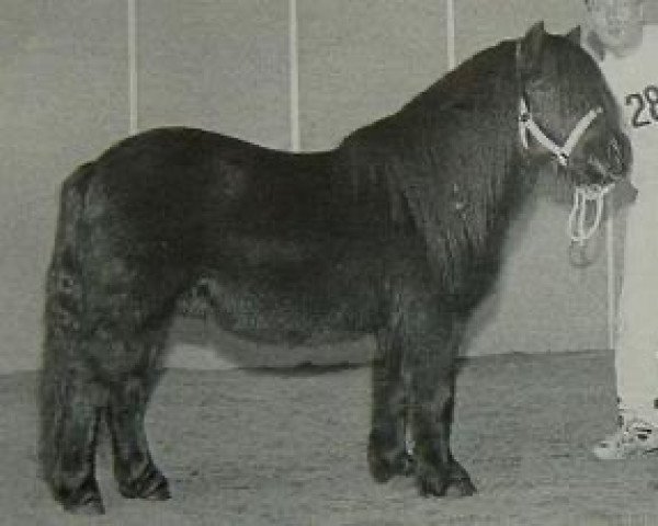 Deckhengst Libero W van de Hertraksestraat (Shetland Pony, 1996, von Deandy van Stal Possemis)