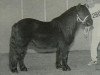 stallion Libero W van de Hertraksestraat (Shetland Pony, 1996, from Deandy van Stal Possemis)