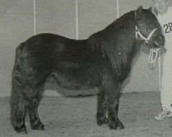 stallion Libero W van de Hertraksestraat (Shetland Pony, 1996, from Deandy van Stal Possemis)