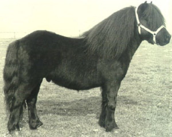 stallion Lord Gloom van Vliek (Shetland Pony, 1975, from Coen van Neer)