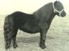 Deckhengst Lord Gloom van Vliek (Shetland Pony, 1975, von Coen van Neer)