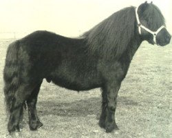 Deckhengst Lord Gloom van Vliek (Shetland Pony, 1975, von Coen van Neer)