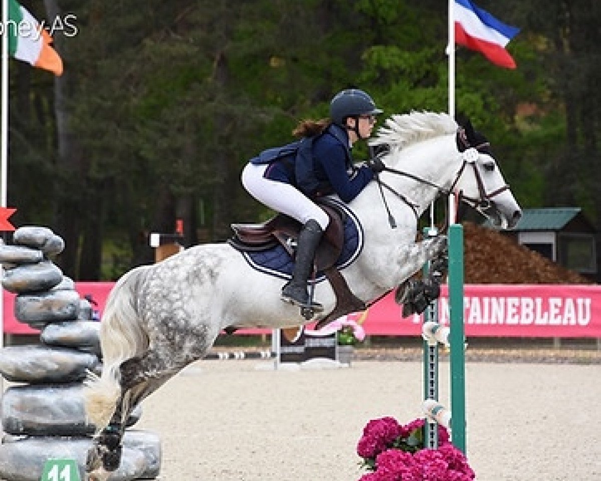 stallion Darwin D'Isky (French Pony, 2013, from Machno Carwyn)