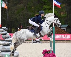 stallion Darwin d'Isky (French Pony, 2013, from Machno Carwyn)