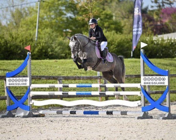 horse Junior d'Isky (French Pony, 2019, from Hors Pair)